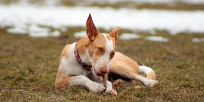 Hundebetreuung Friedrichshain 1
